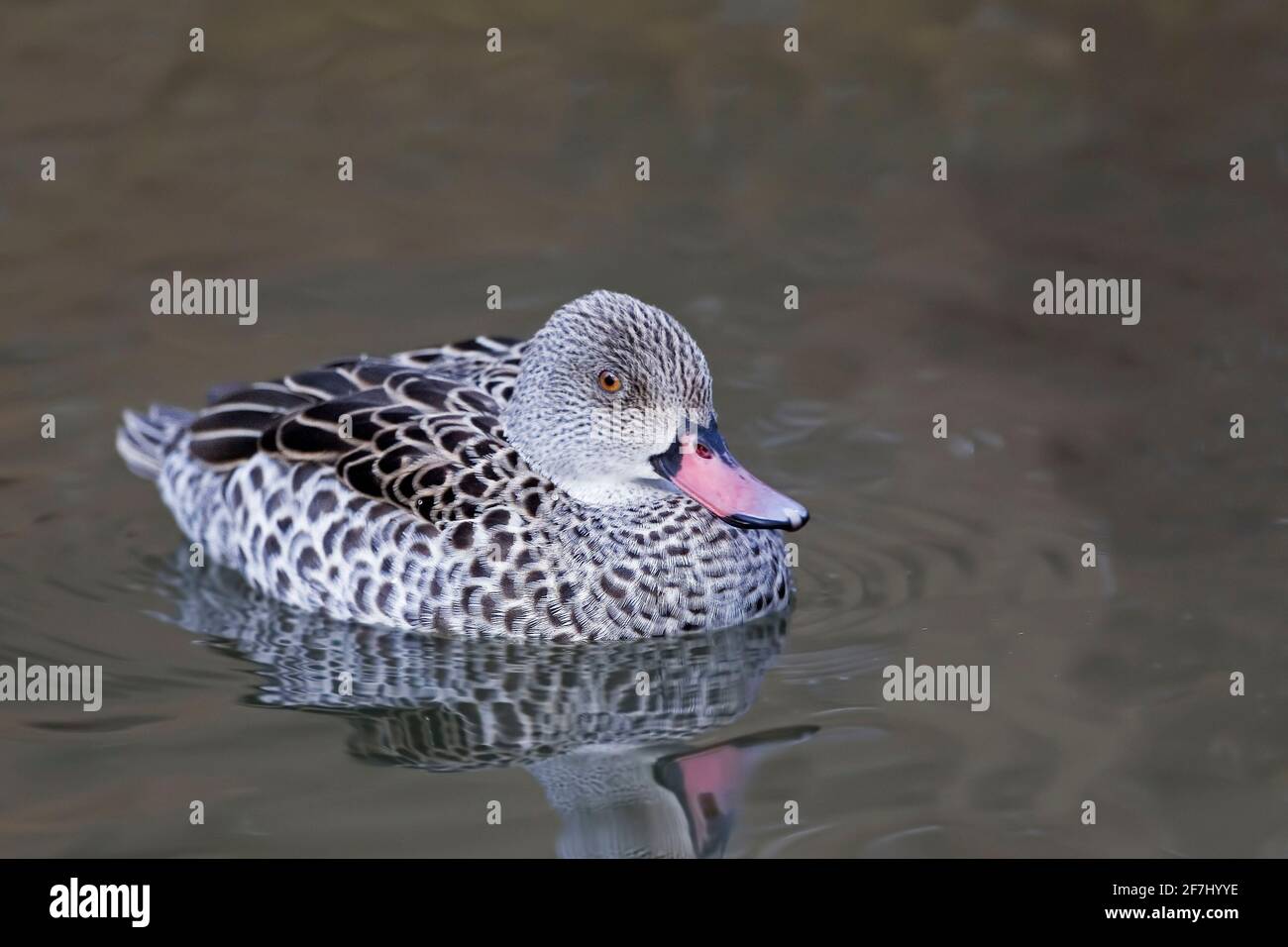 Ein Cape Teal, Anas capensis beim Schwimmen Stockfoto