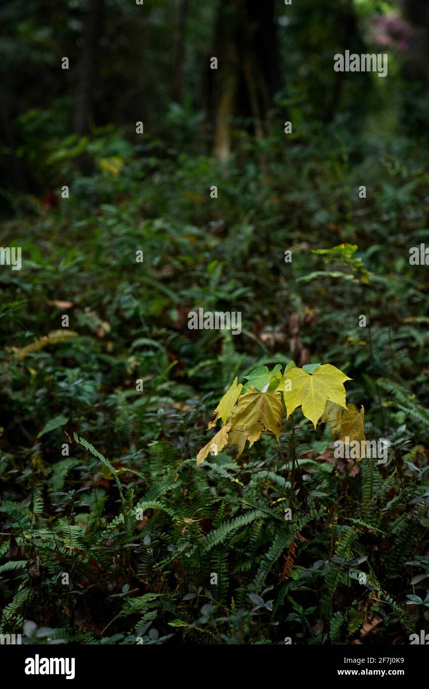 Gelbe und verwelkte Ahornblätter, umgeben von anderen grünen Pflanzen, nahmen sie auf dem Xiqiao Berg in Foshan, Guangdong, China. Stockfoto