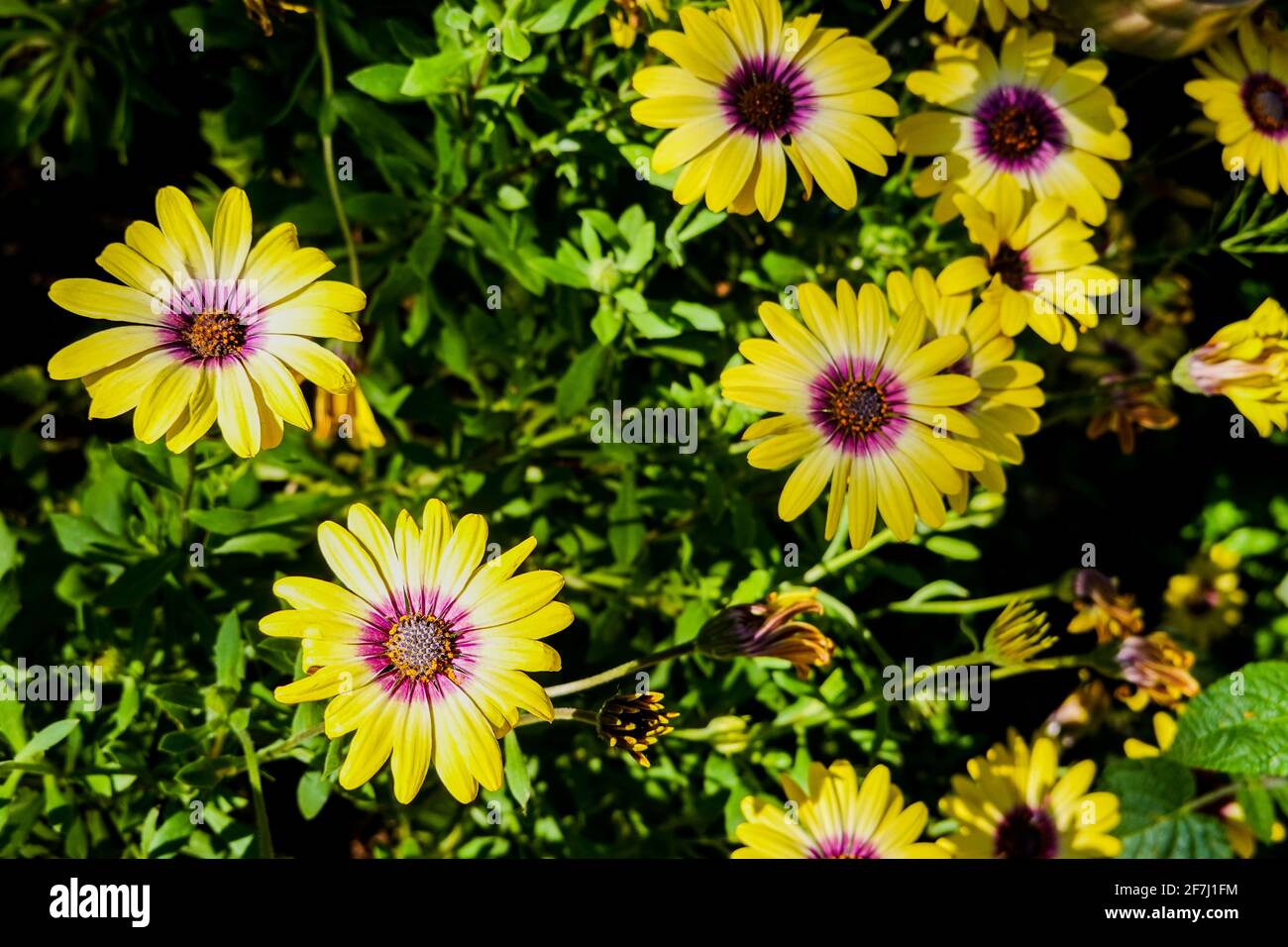 Gelbe afrikanische Daisy Dimorphotheca sinuata wächst in einem Hausgarten in Orange County, Kalifornien, USA Stockfoto