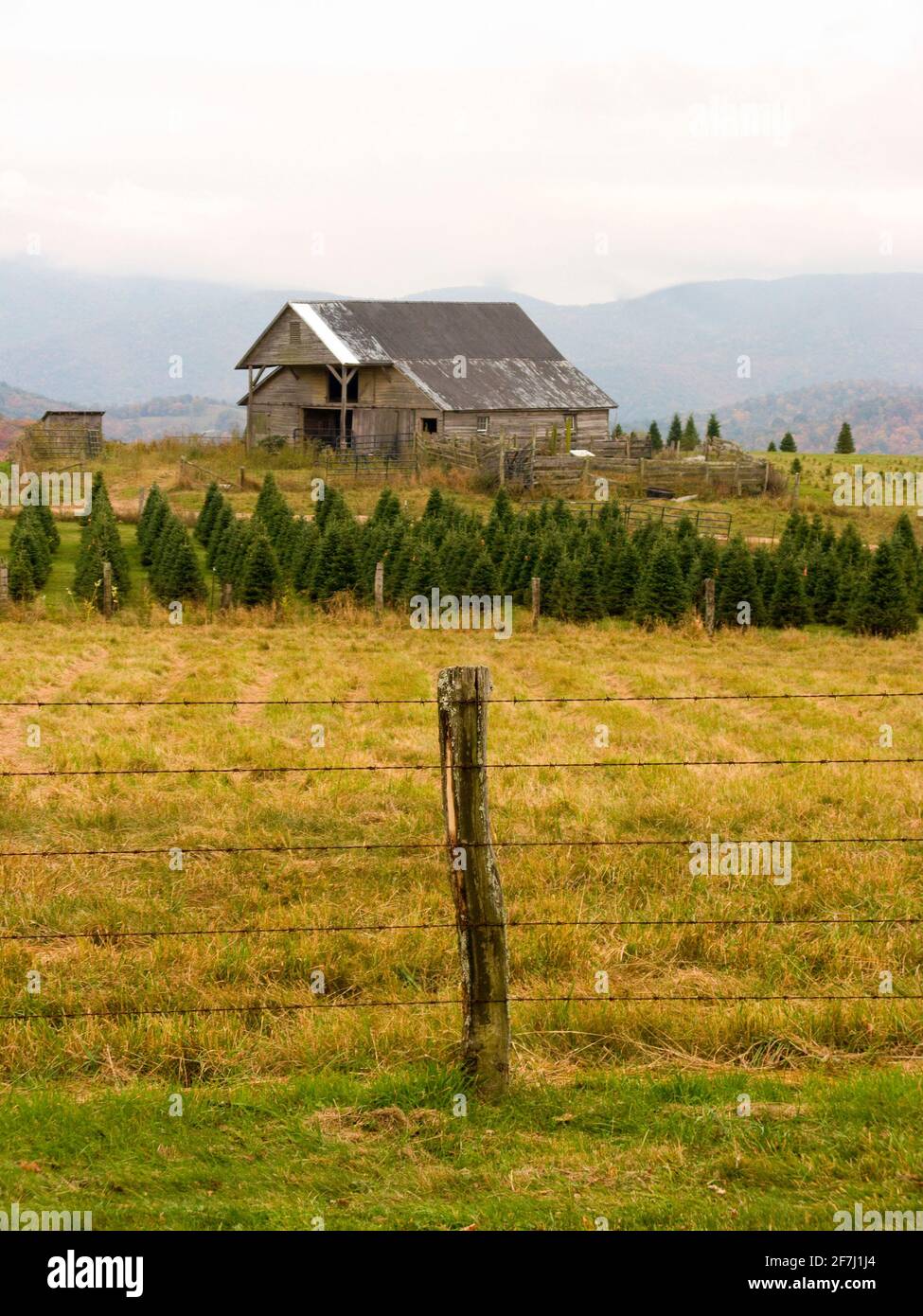 Eine Weihnachtsbaumfarm mit großer alter Holzscheune vor dem Appalachian Mountain Range in der Landschaft von Maine, USA. Stockfoto