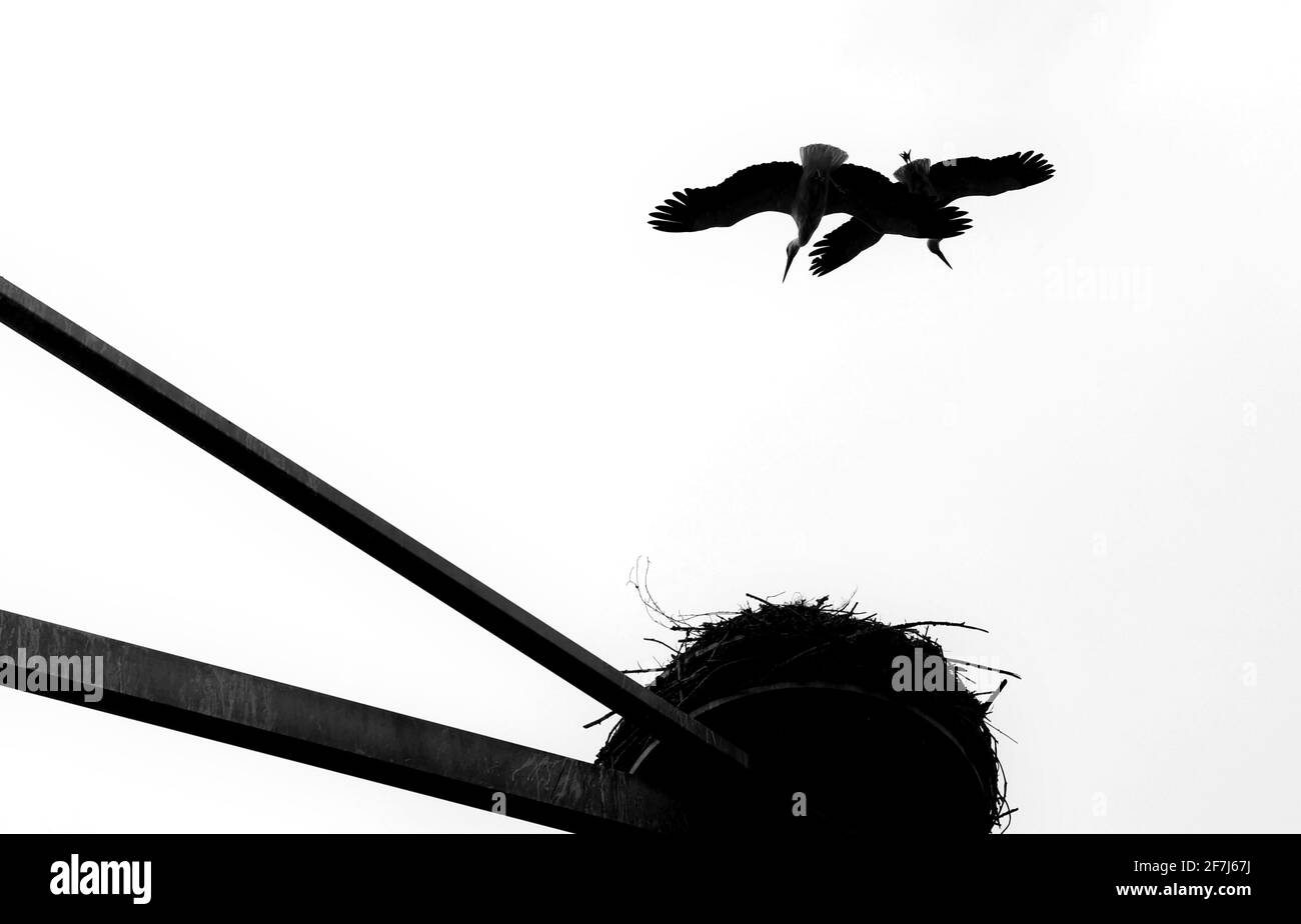 Kirchheim, Deutschland. April 2021. Störche fliegen um ihre Nester, die sie auf an einem Kranturm befestigten Auslegern gebaut haben. Der Storchmast, der von einer Baufirma errichtet wurde, wird derzeit von mehr als einem Dutzend Weißstörchen bewohnt. Quelle: Karl-Josef Hildenbrand/dpa/Alamy Live News Stockfoto