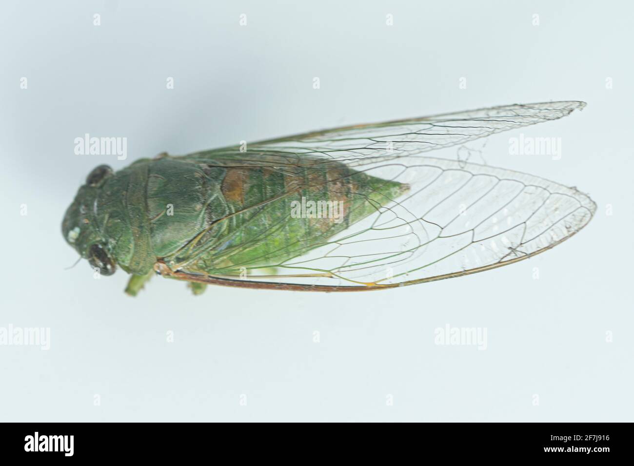 Eine Nahaufnahme der Cicada von oben auf einem cremefarbenen Hintergrund. Selektive Fokuspunkte. Unscharfer Hintergrund Stockfoto