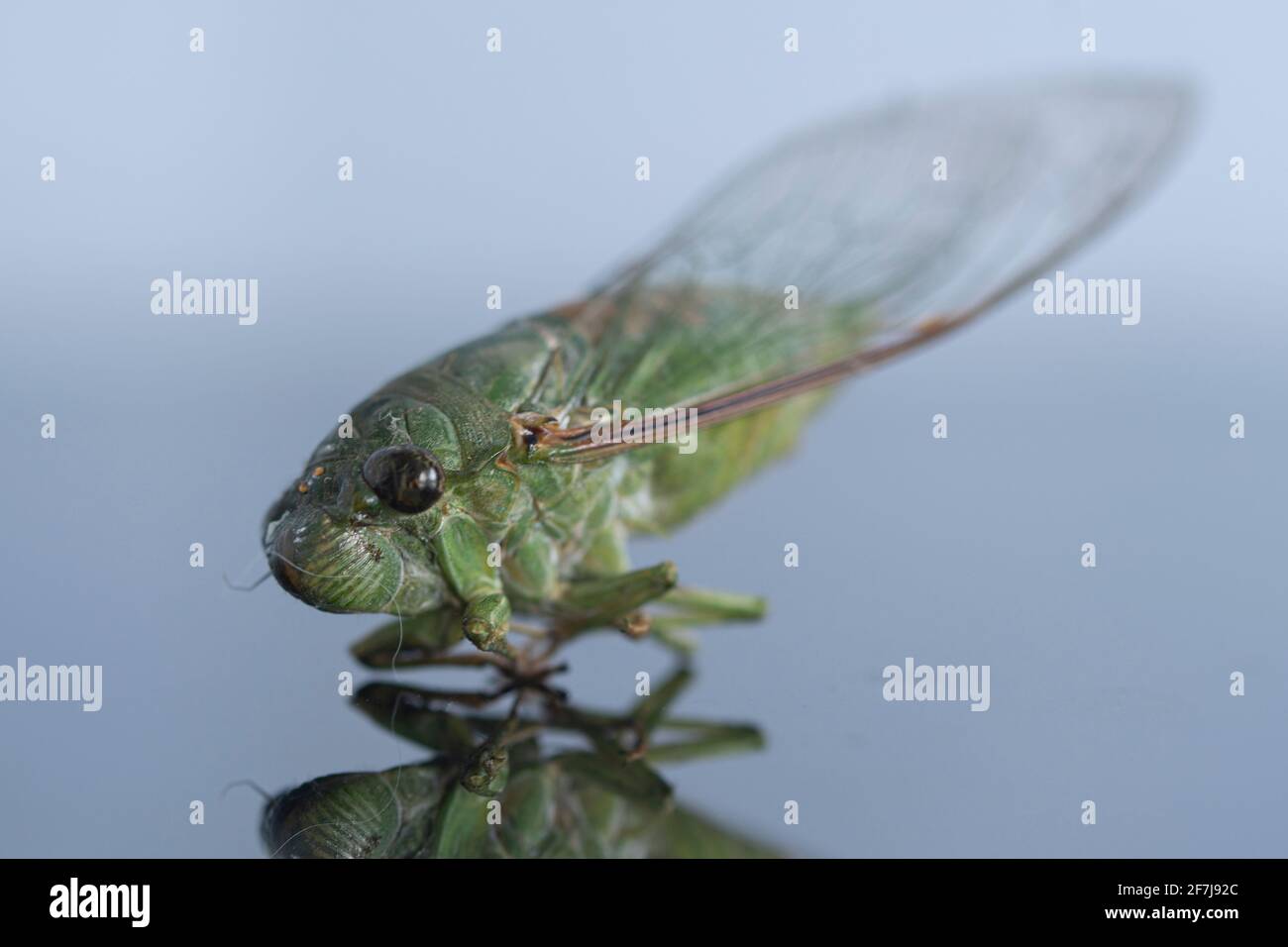 Eine Nahaufnahme der Zikade auf reflektierender Oberfläche mit Fokus auf dem Kopfbereich. Selektive Fokuspunkte. Unscharfer Hintergrund Stockfoto