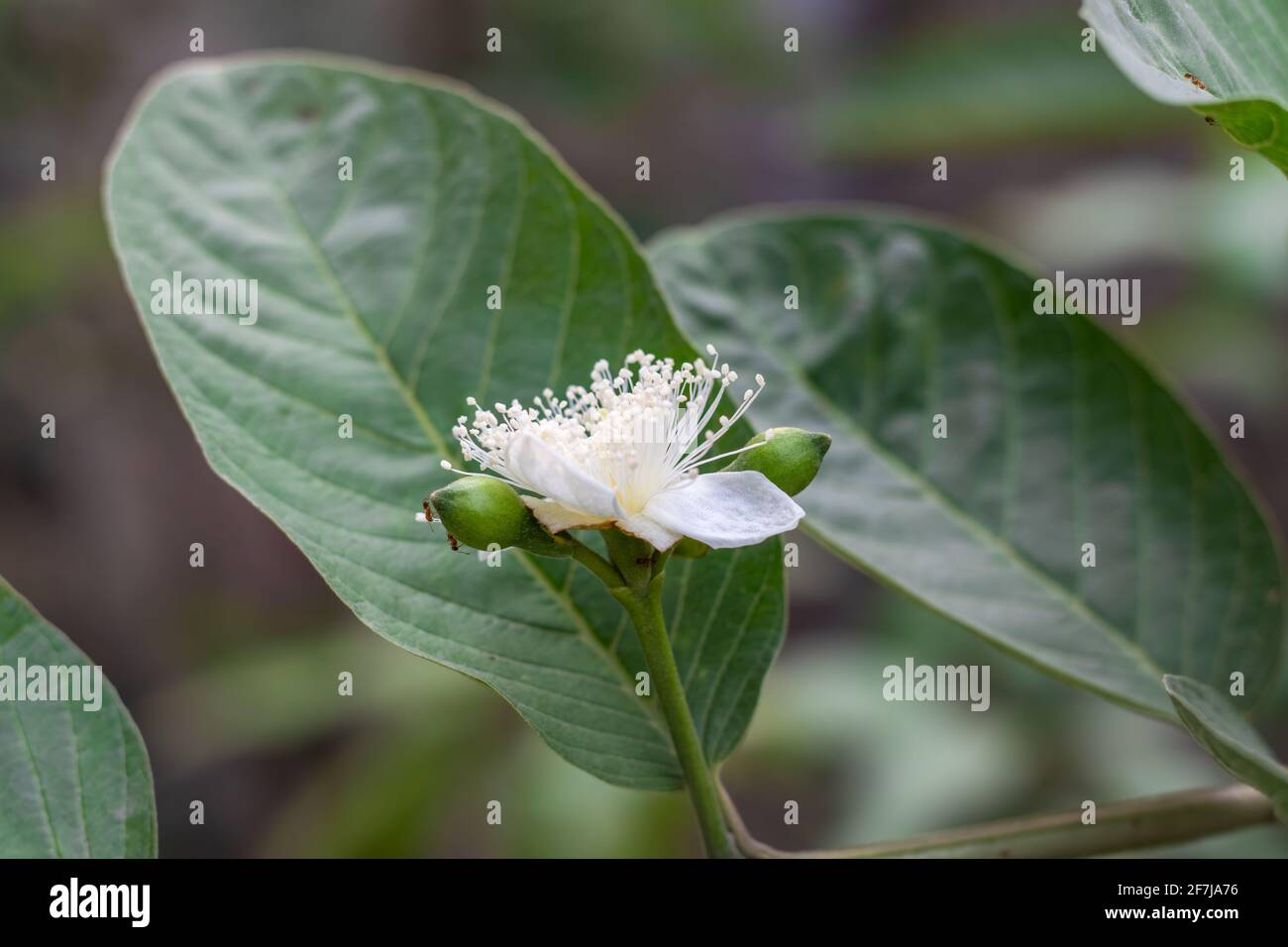 Vollständig blühte Guava-Blume aus der Nähe mit Knospen auf einem Verzweigung Stockfoto