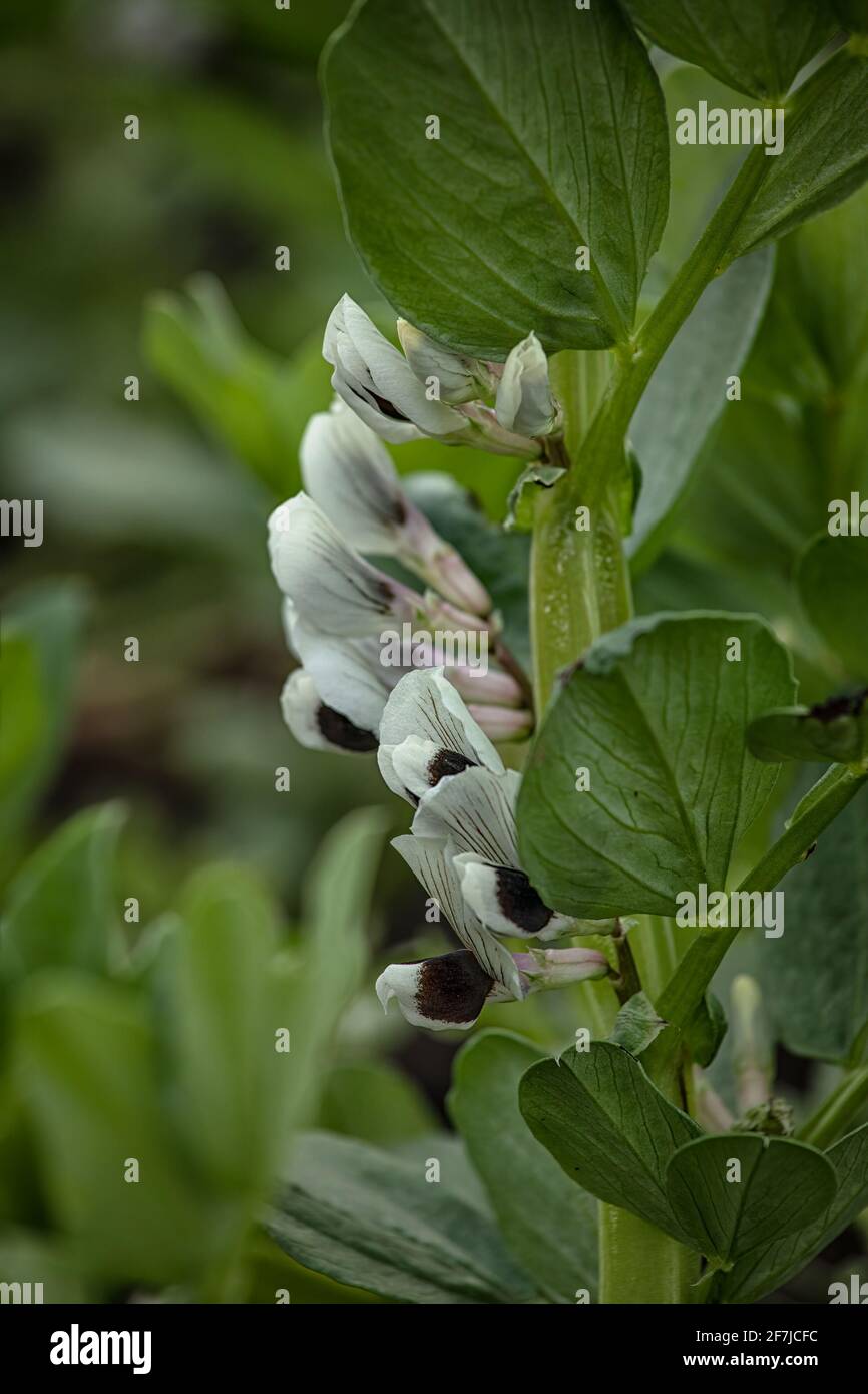 Blüten der Broad Bean 'Aquadulce' im frühen Frühjahr in der Gemüsegarten Stockfoto