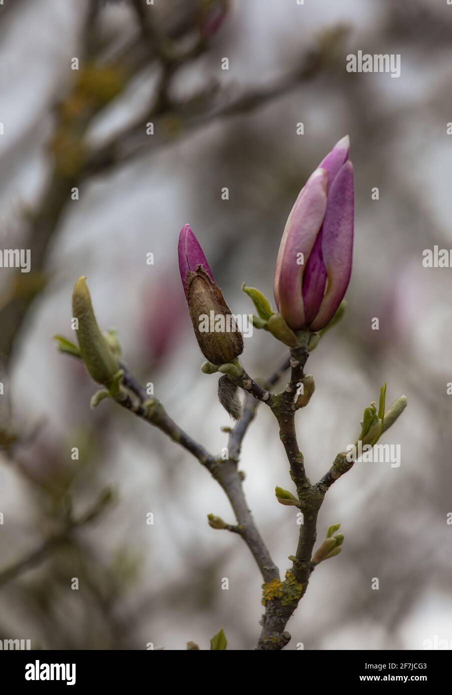 Knospen in unterschiedlichen Entwicklungsstadien auf Magnolia × soulangeana Baum im Frühling Stockfoto