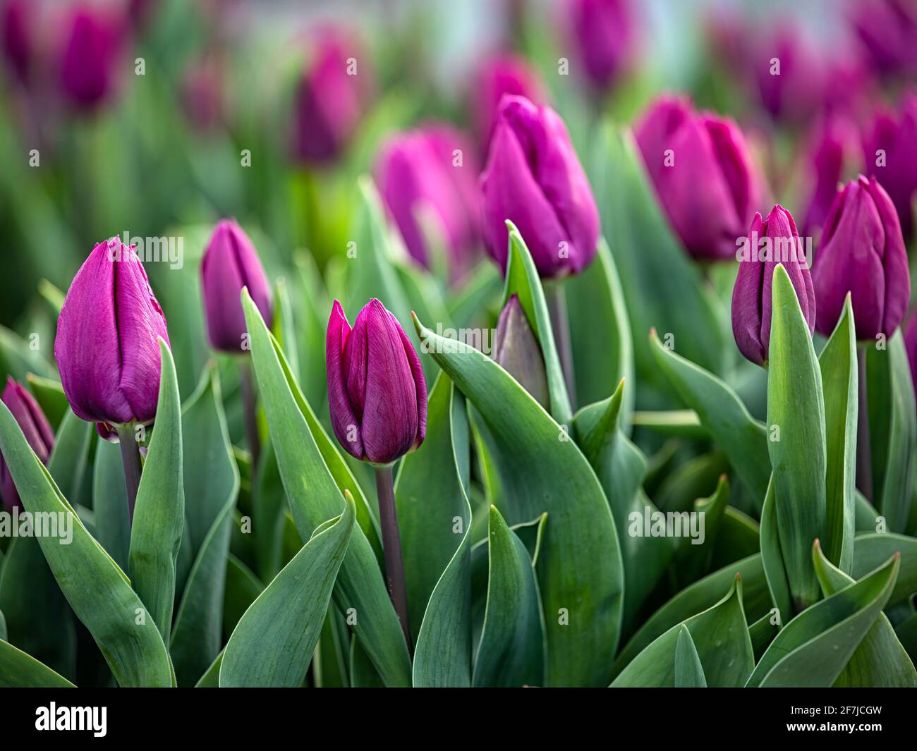 Bettwäscheausstattung von Tulpen, Tulipa 'Purple Prince' in Großbritannien Stockfoto