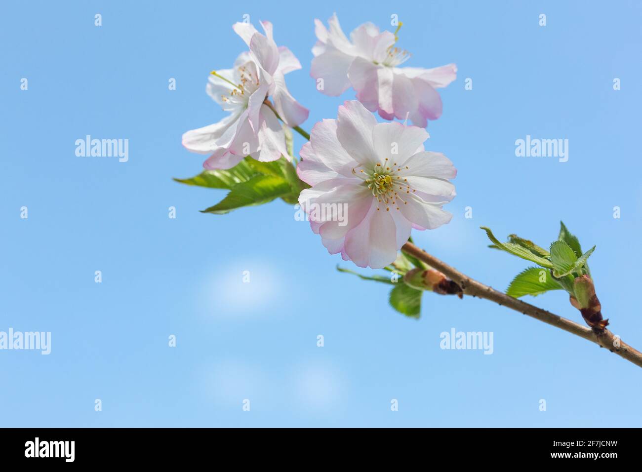 Blühender Krabbelbaum blüht in Iowa Stockfoto