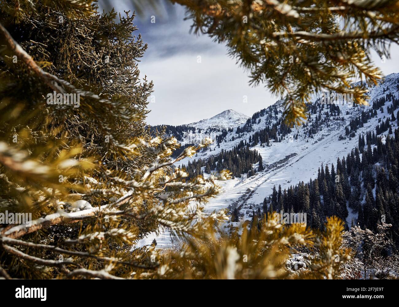 Schöne Landschaft des Berggipfels mit Schnee eingerahmt von Fichte in Almaty, Kasachstan. Outdoor- und Wanderkonzept Stockfoto