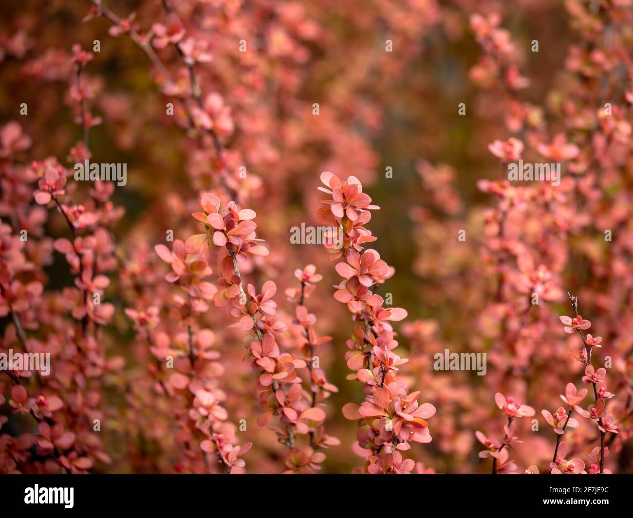 Zweige des Strauches Berberis thunbergii 'Orange Rocket' im Frühjahr in Großbritannien Stockfoto