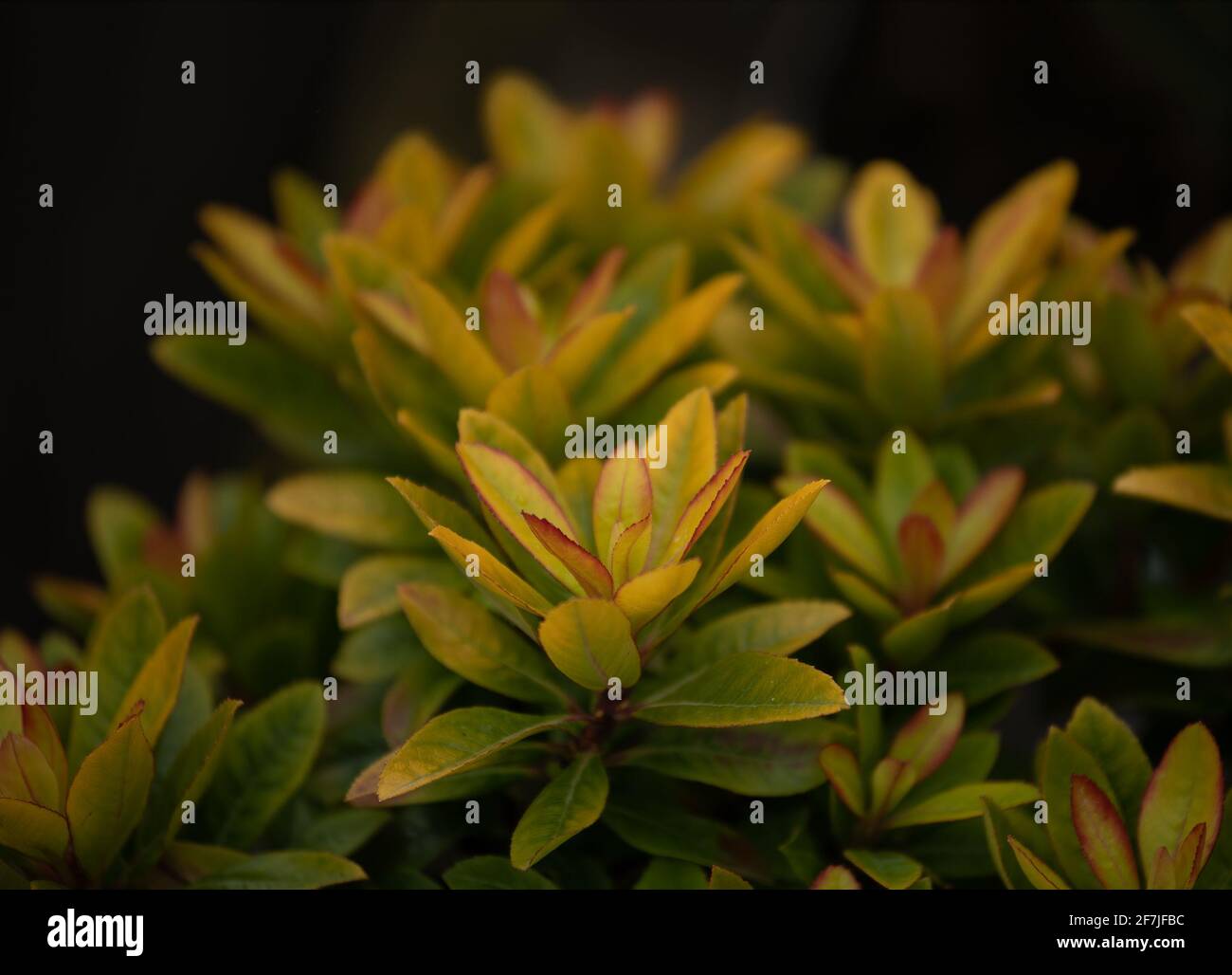 Escallonia „Glowing Embers“-Werk im Frühjahr in Großbritannien Stockfoto Escallonia „Glowing Embers“-Werk im Frühjahr in Großbritannien Stockfoto