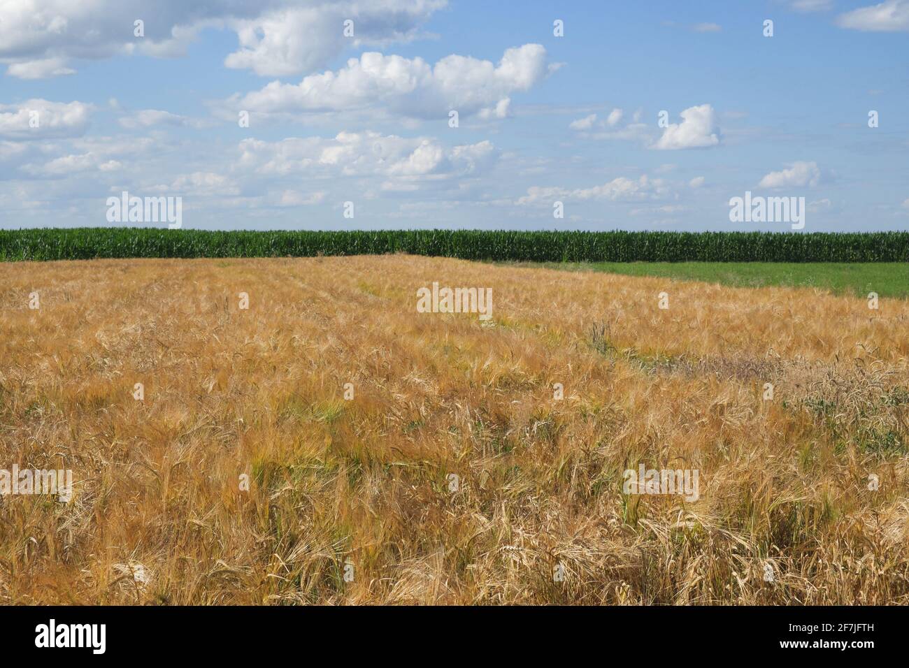 Blauer Himmel über einem weiten Feld reifer Gerste. Ackerland. Malerische Gegend. Gerste Getreidefelder mit blauem Himmel an einem sonnigen Sommertag vor der Ernte. Stockfoto