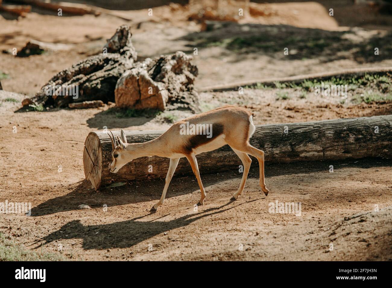 Weniger kudu essen und ruhen. Bedrohte afrikanische Antilope. Stockfoto