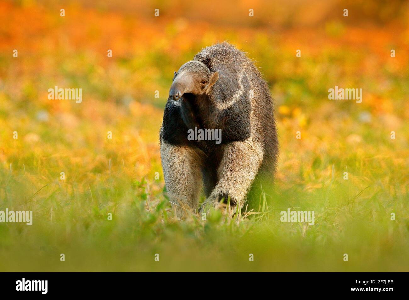 Ameisenbär, niedliches Tier aus Brasilien. Riesenanteater, Myrmecophaga tridactyla, Tier mit langem Schwanz und Schnauzennase, Pantanal, Brasilien. Tierarten-Scen Stockfoto