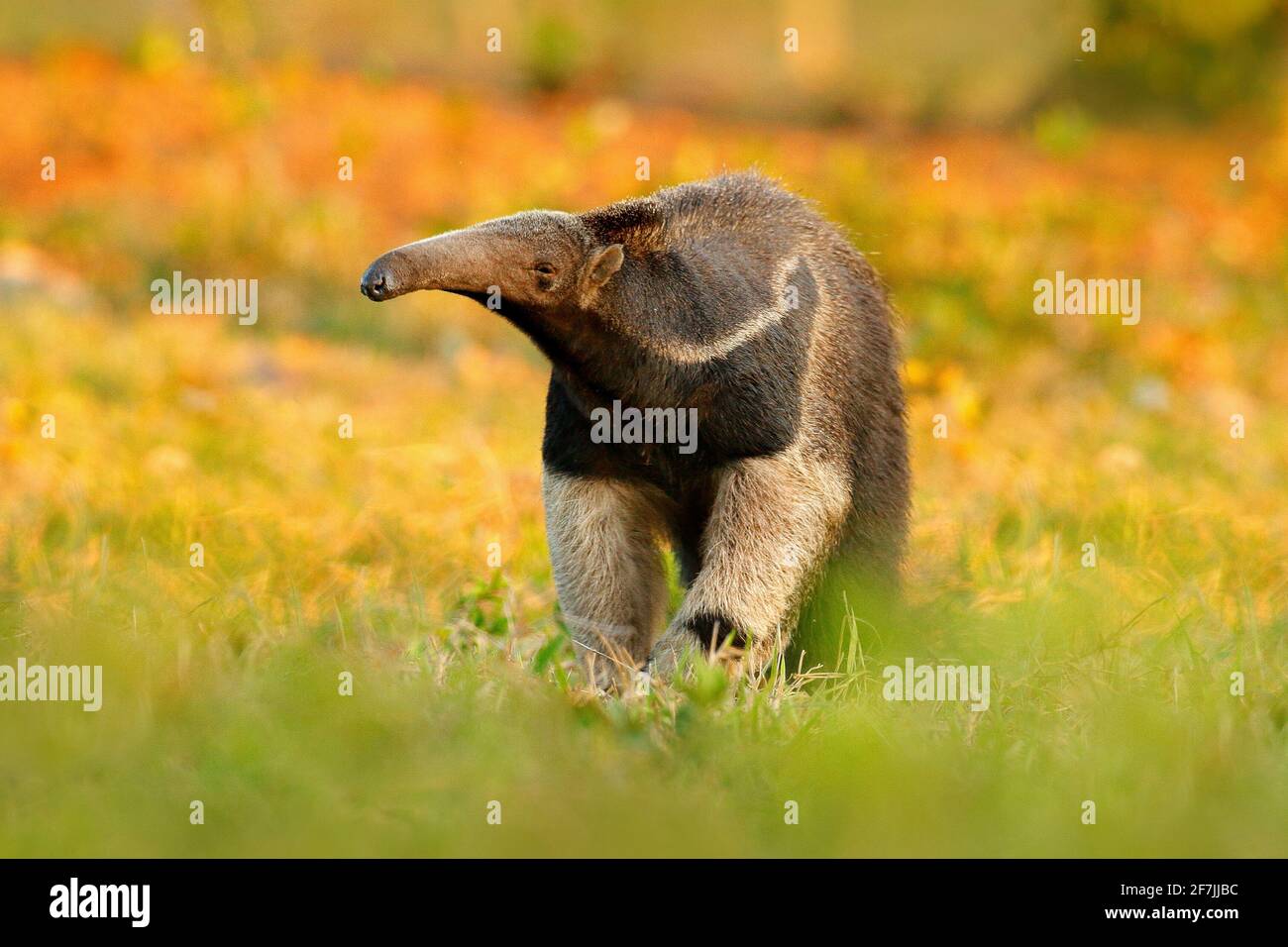 Ameisenbär, niedliches Tier aus Brasilien. Riesenanteater, Myrmecophaga tridactyla, Tier mit langem Schwanz und Schnauzennase, Pantanal, Brasilien. Tierarten-Scen Stockfoto