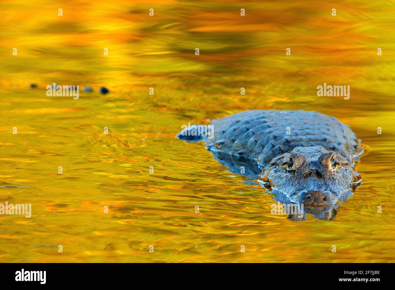 Krokodil und Sonnenuntergang. Yacare Caiman in der dunkelorangen Abendwasseroberfläche mit Sonne, Natur Fluss Lebensraum, Pantanal, Brasilien. Wildtierszene von na Stockfoto