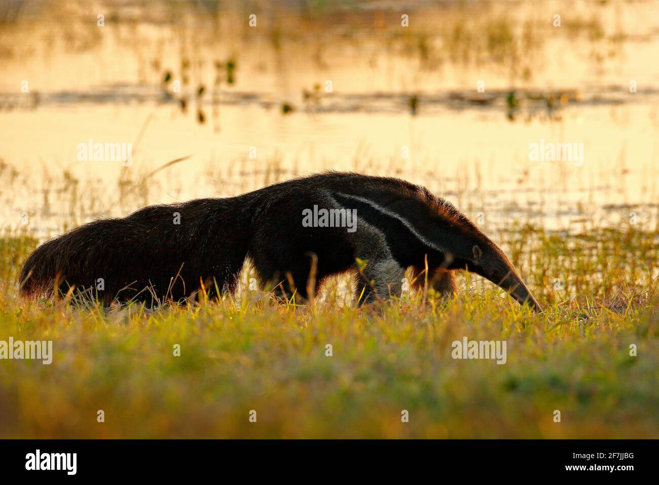 Ameisenbär, niedliches Tier aus Brasilien. Riesenanteater, Myrmecophaga tridactyla, Tier mit langem Schwanz und Schnauzennase, Pantanal, Brasilien. Tierarten-Scen Stockfoto