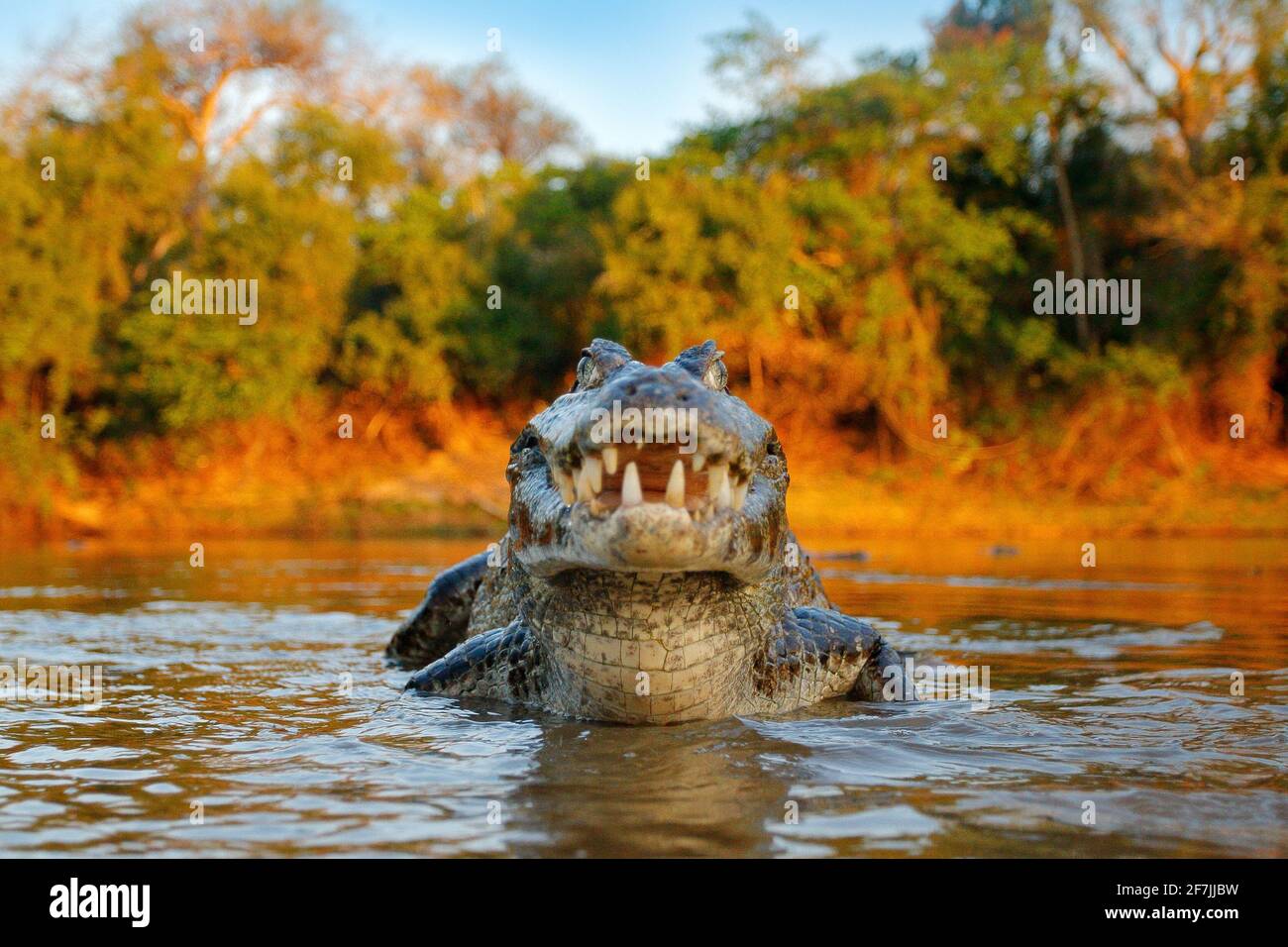 Krokodil fangen Fische im Flusswasser, Abendlicht. Yacare Caiman, Krokodil mit Piranha in offener Schnauze mit großen Zähnen, Pantanal, Bolivien. Detailansicht Stockfoto