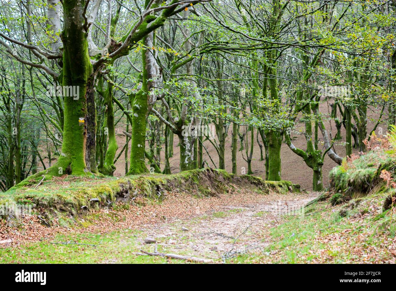 Bilder von Wäldern in Gipuzkoa, im Baskenland, in Spanien, im Herbst Winter, mit Buchen, Eichen und Flüssen und gefallenen Blättern Stockfoto
