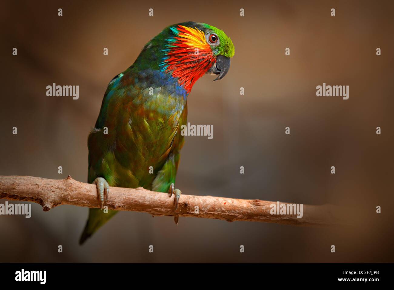 Edwards-Feigenpapagei, Psittaculirostris edwardsii, aus feuchten Tieflandwäldern im Nordosten von Neuguinea, Asien. Papagei im Naturlebensraum. Lory si Stockfoto