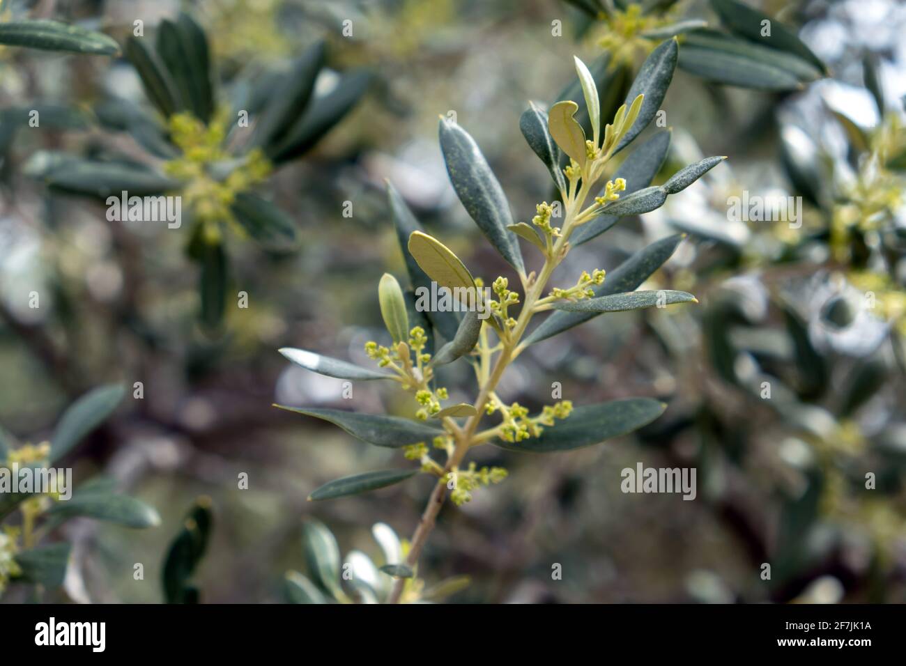 Olivenbaum Ast, frische junge Knospen, Frhling. Grne Wildpflanze blht,  mediterrane Flora, gesunde Ernhrung, Friedenssymbol, Nahaufnahme des  Zweiges, su Stockfotografie - Alamy