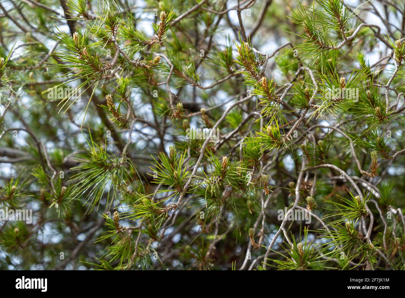 Nadelzweig hintergrund Fotos und Bildmaterial in hoher Auflösung Alamy