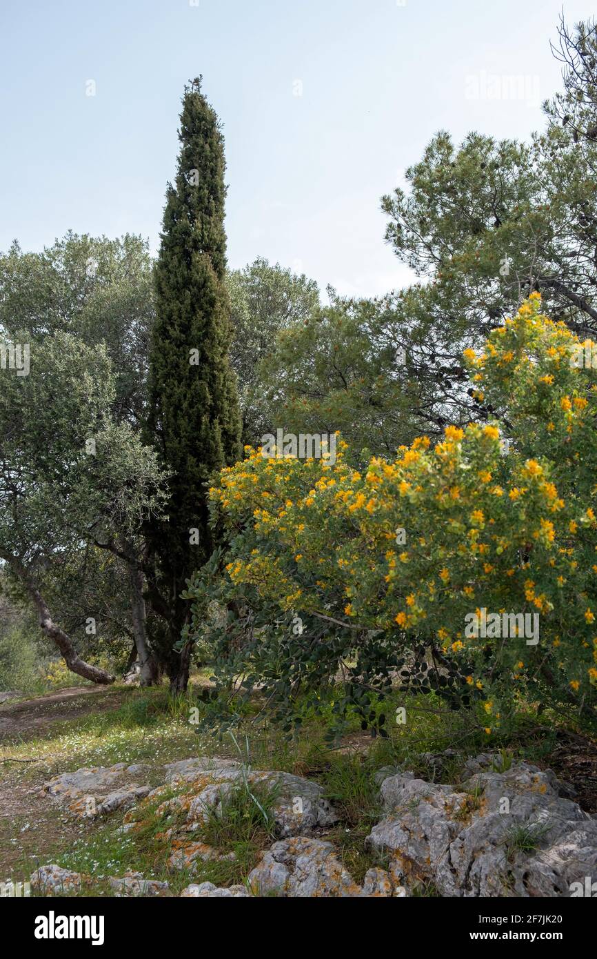 Fichtenbaum, frische immergrüne Pflanzen, Natur Hintergrund sonniger Tag im Frühling. Urlaub für Tourismus, Wandern, Freizeit, gesunde Lebensweise, Flora en Stockfoto