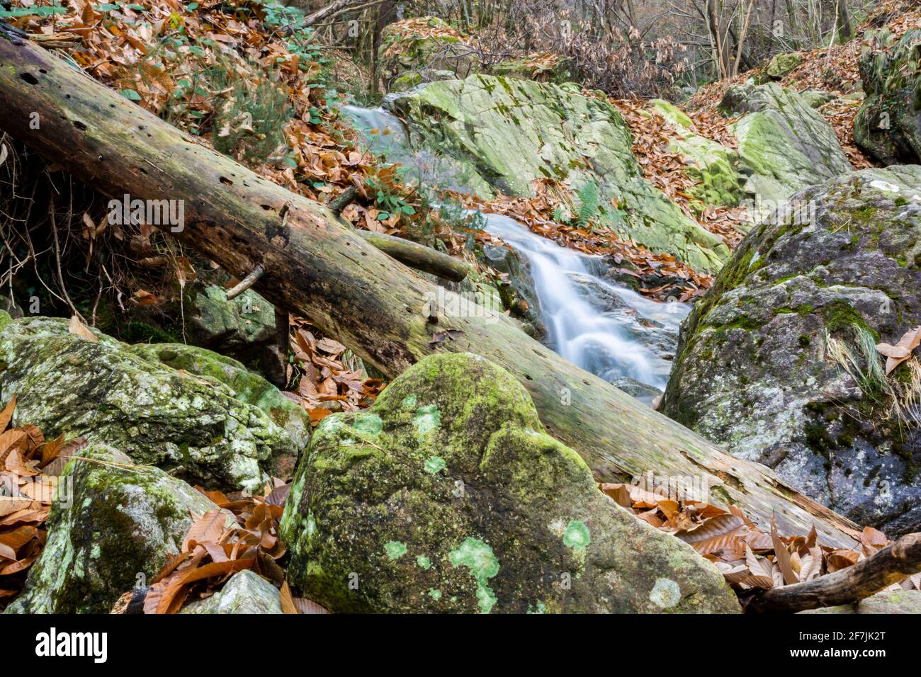 Bilder von Wäldern in Gipuzkoa, im Baskenland, in Spanien, im Herbst Winter, mit Buchen, Eichen und Flüssen und gefallenen Blättern Stockfoto