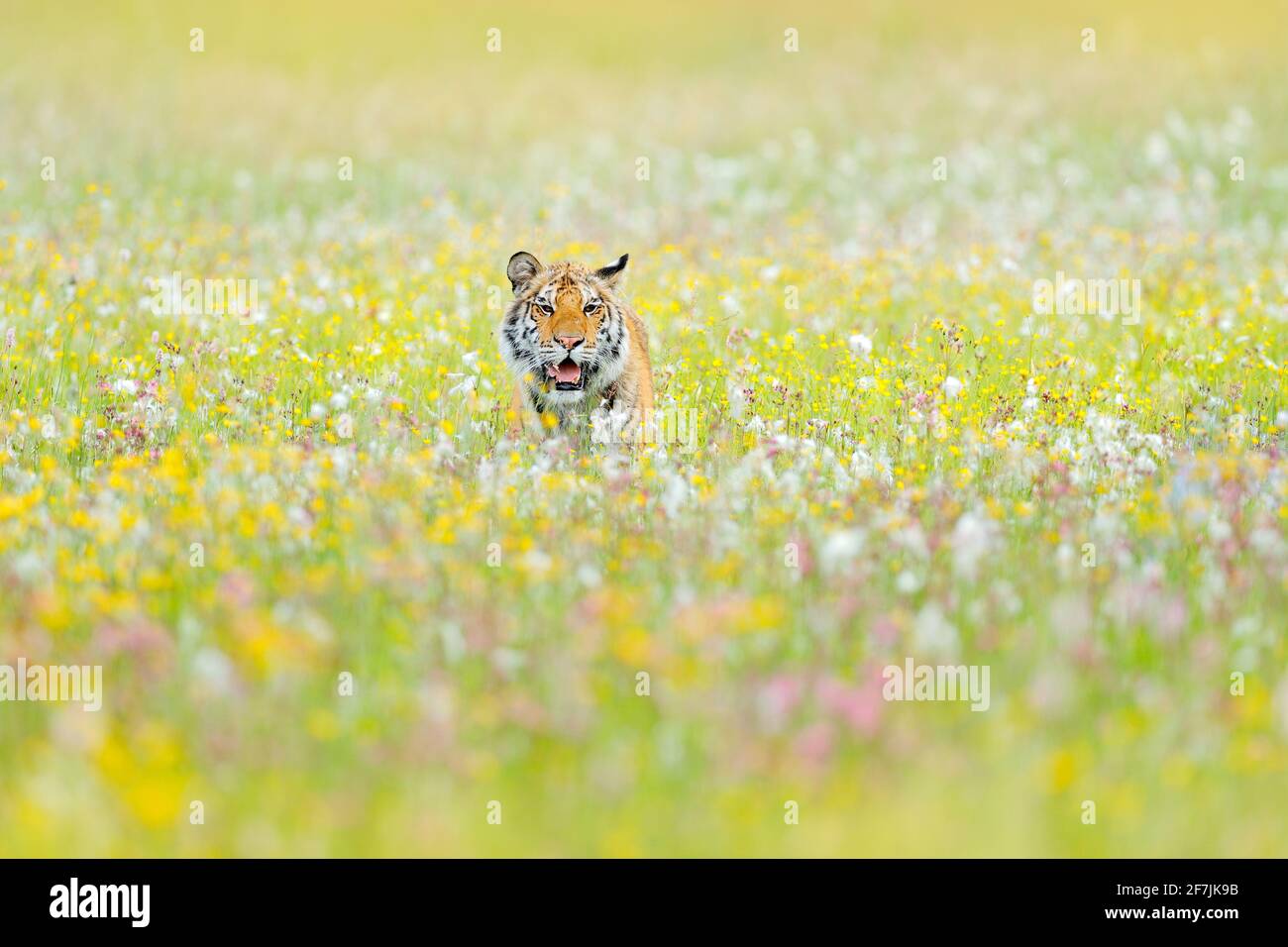Tiger mit rosa und gelben Blüten. Amurtiger sitzt im Gras. Blühende Wiese mit gefährlichen Tieren. Wildtiere aus Russland. Stockfoto