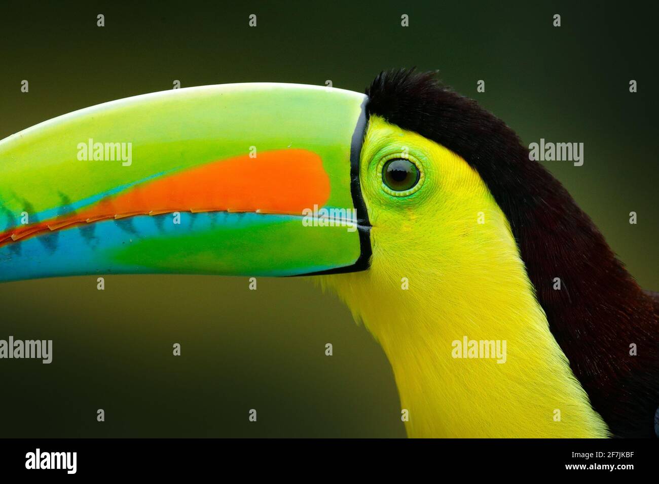 Nahaufnahme Detail Porträt von Tukan. Schöner Vogel mit großem Schnabel. Chesnut-mandibled sitzt auf dem Ast in tropischem Regen mit grünem Dschungel in Backgr Stockfoto