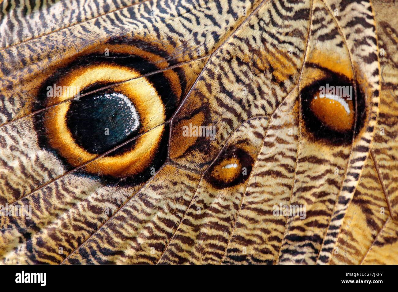 Nahaufnahme des Schmetterlingsflügels. Blauer Morpho, Morpho-Peleides, in Habitat, Costa Rica. Insektenflügel in Augenoptik. Stockfoto