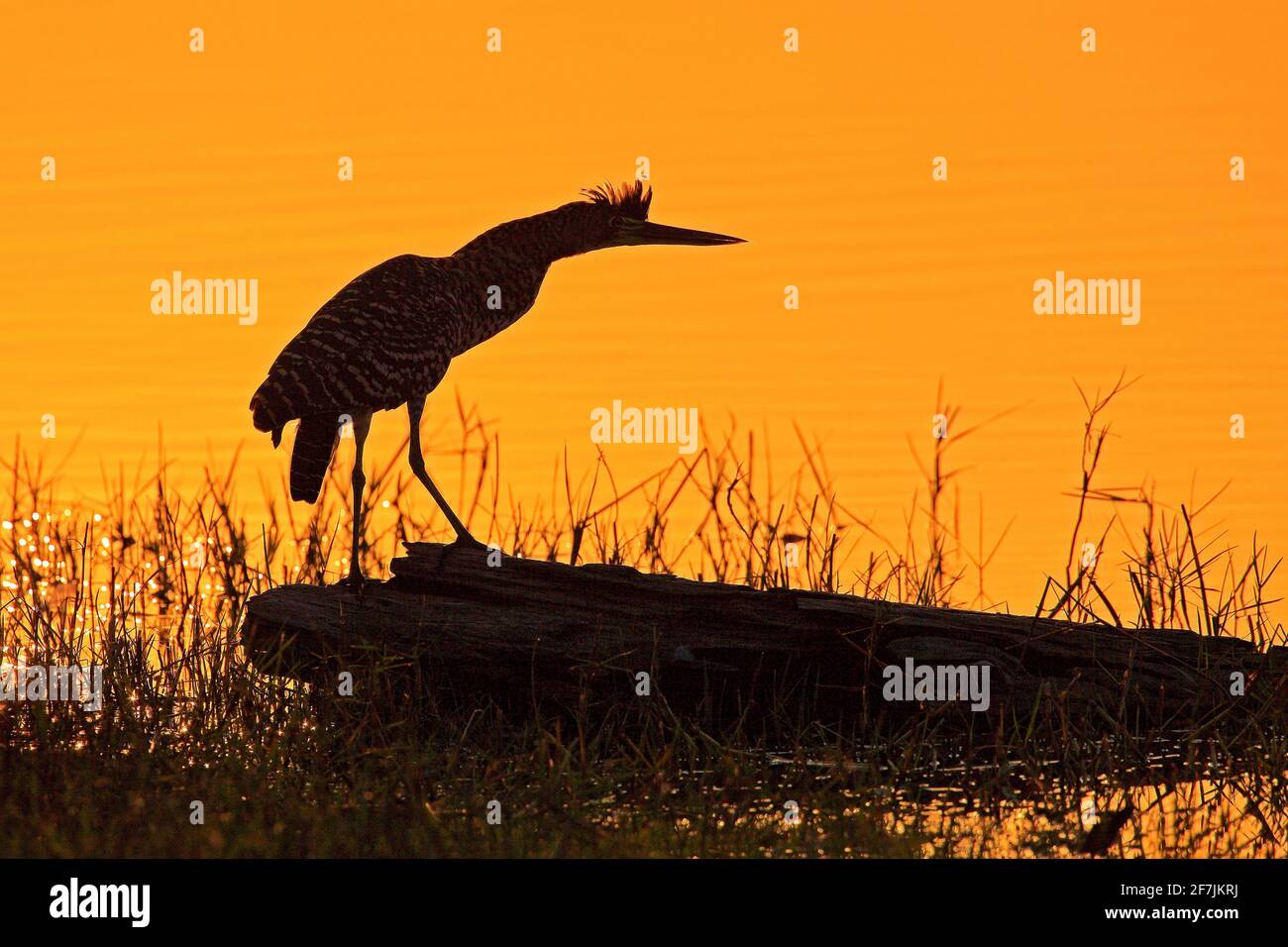 Reiher und orange gelber Sonnenuntergang, Vogel Silhouette. Abendsonne, rufezenter Tiger-Reiher, Tigrisoma lineatum, vermockelte Vogel mit Abendlicht, in der Stockfoto