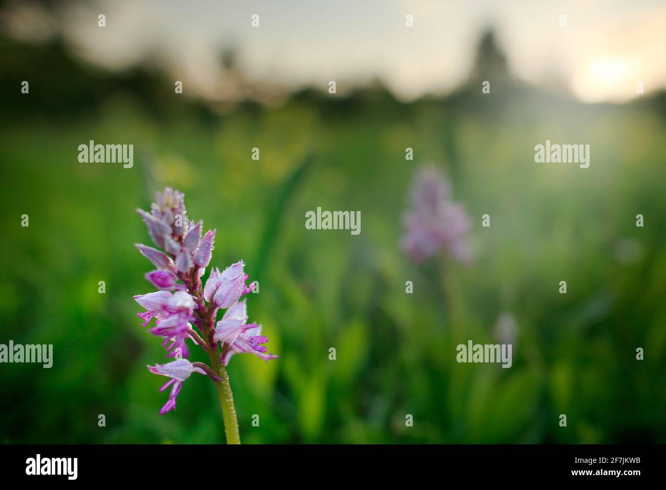 Orchis militaris, militärische Orchidee, blühende europäische terrestrische Wildorchidee im Naturlebensraum, Detail der Blüte, grüner klarer Hintergrund, Tschechische Republik Stockfoto
