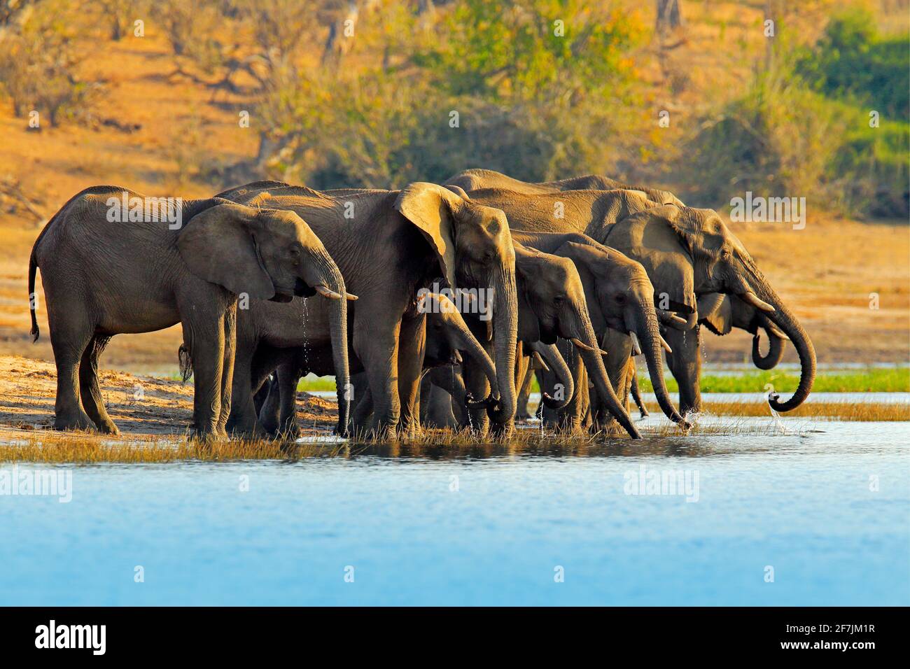 Wildlife-Szene aus der Natur. Eine Herde afrikanischer Elefanten trinkt an einem Wasserloch, das ihre Stämme hebt, Chobe National Park, Botswana, Afrika Stockfoto