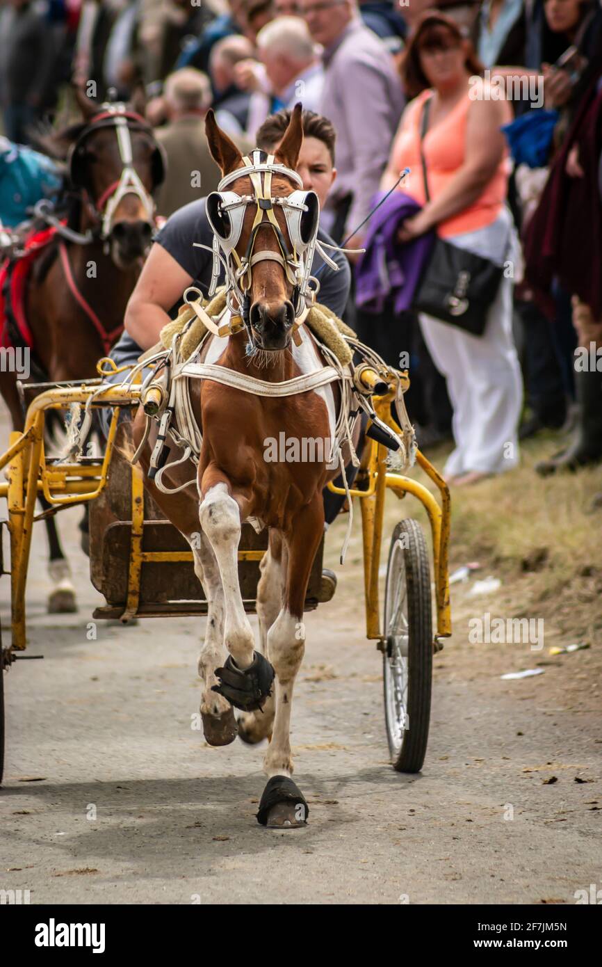 gypsy Romany Männer Mann führt Pferde und Buggy Pony Falle Während der Appleby Horse Fair Cumbria Stockfoto