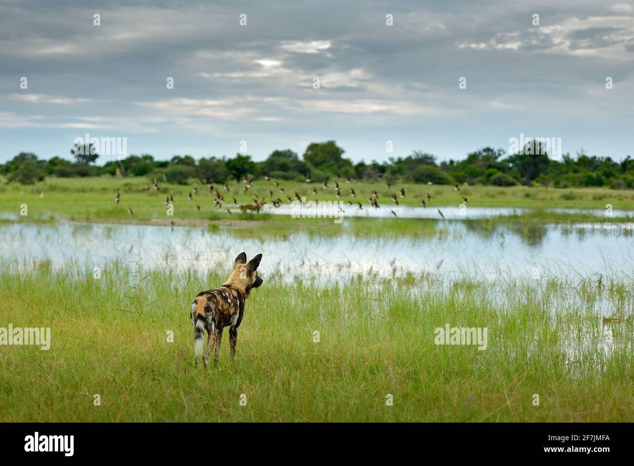 Afrikanischer Wildhund, Lycaon pictus), unterwegs im Wasser. Jagd bemalter Hund mit großen Ohren, schöne wilde Anilm in Lebensraum. Wildtiere Natur Stockfoto