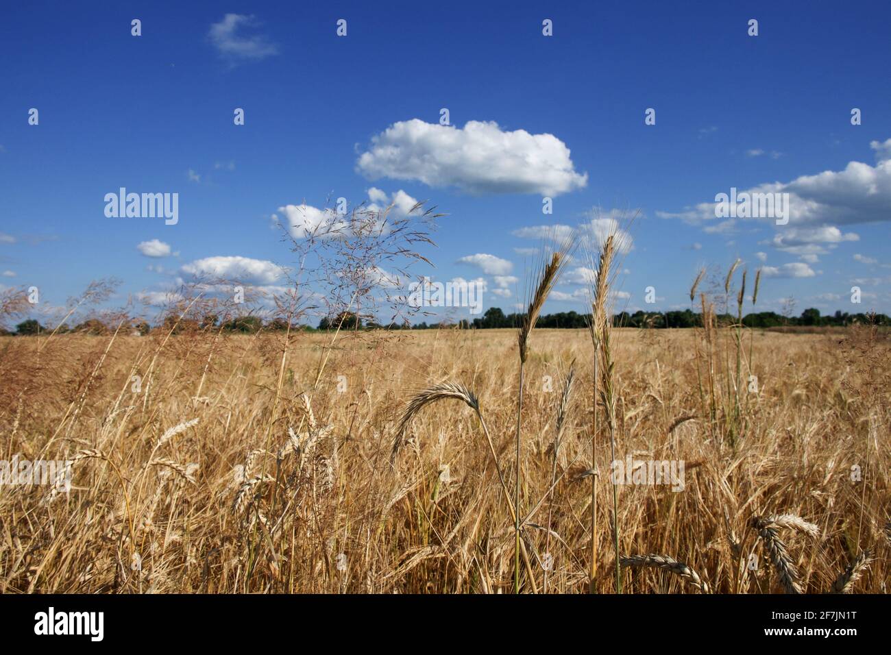 Dornen aus reifem, goldenem Roggen vor einem klaren, blauen Himmel. Ernte Getreide an einem sonnigen Sommertag. Landwirtschaftliche Betriebe. Stockfoto