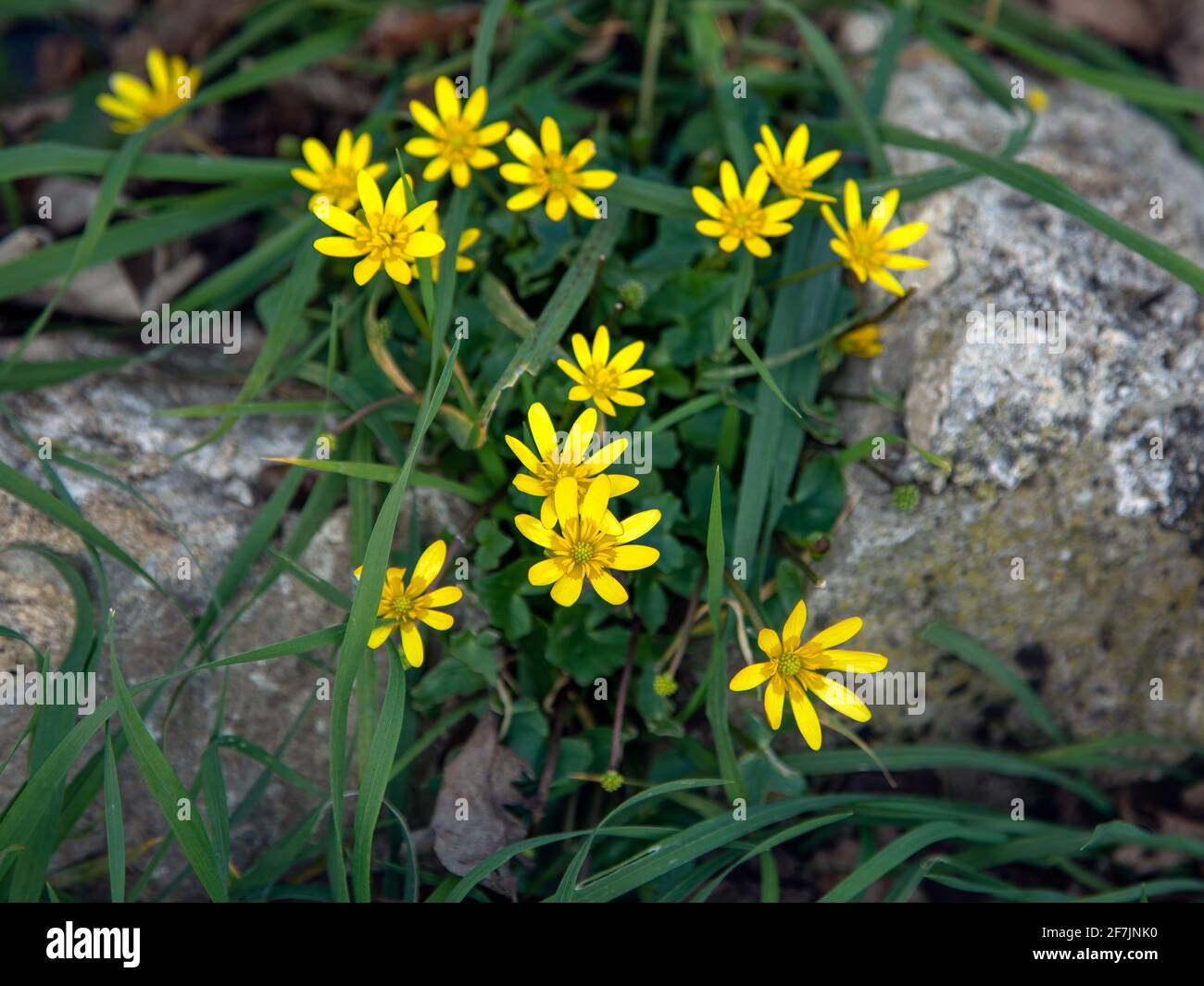 Kleine Kelandinen-Blüten wachsen zwischen Gras auf der Seite eines Kirchhofs (Ficaria Verna). Ein kleines, ausdauerndes Kraut aus der Familie der Butterblumen Stockfoto