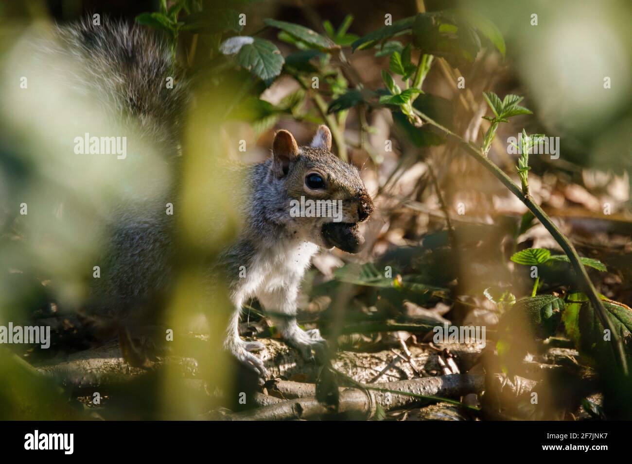 Eastern Grey Squirrel (Sciurus carolinensis) beim Essen einer Nuss in Spring, Barn Hill, Wembley Park. Stockfoto