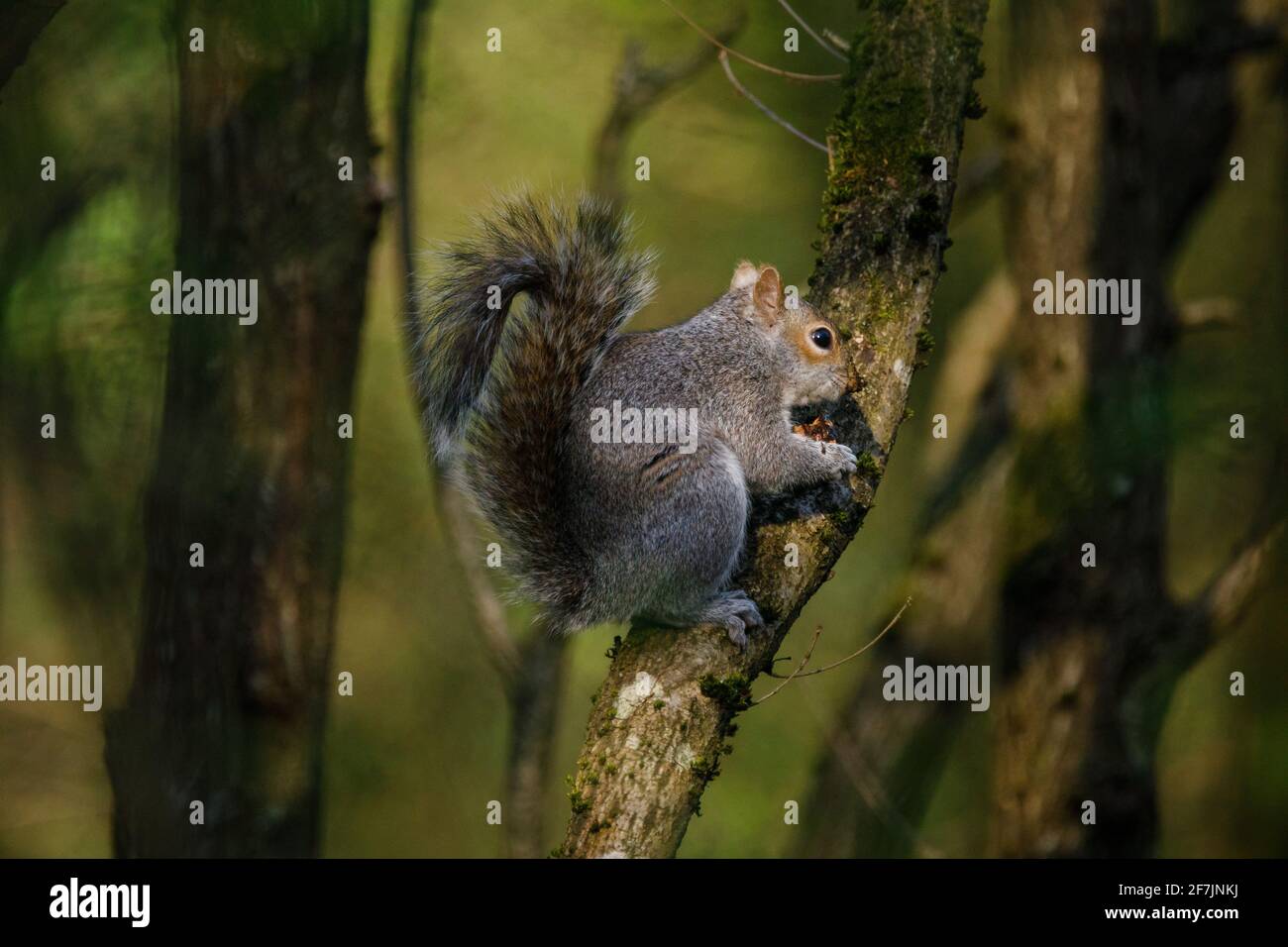 Eastern Grey Squirrel (Sciurus carolinensis) sitzt in einem Baum und isst eine Nuss in Spring, Barn Hill, Wembley Park. Stockfoto