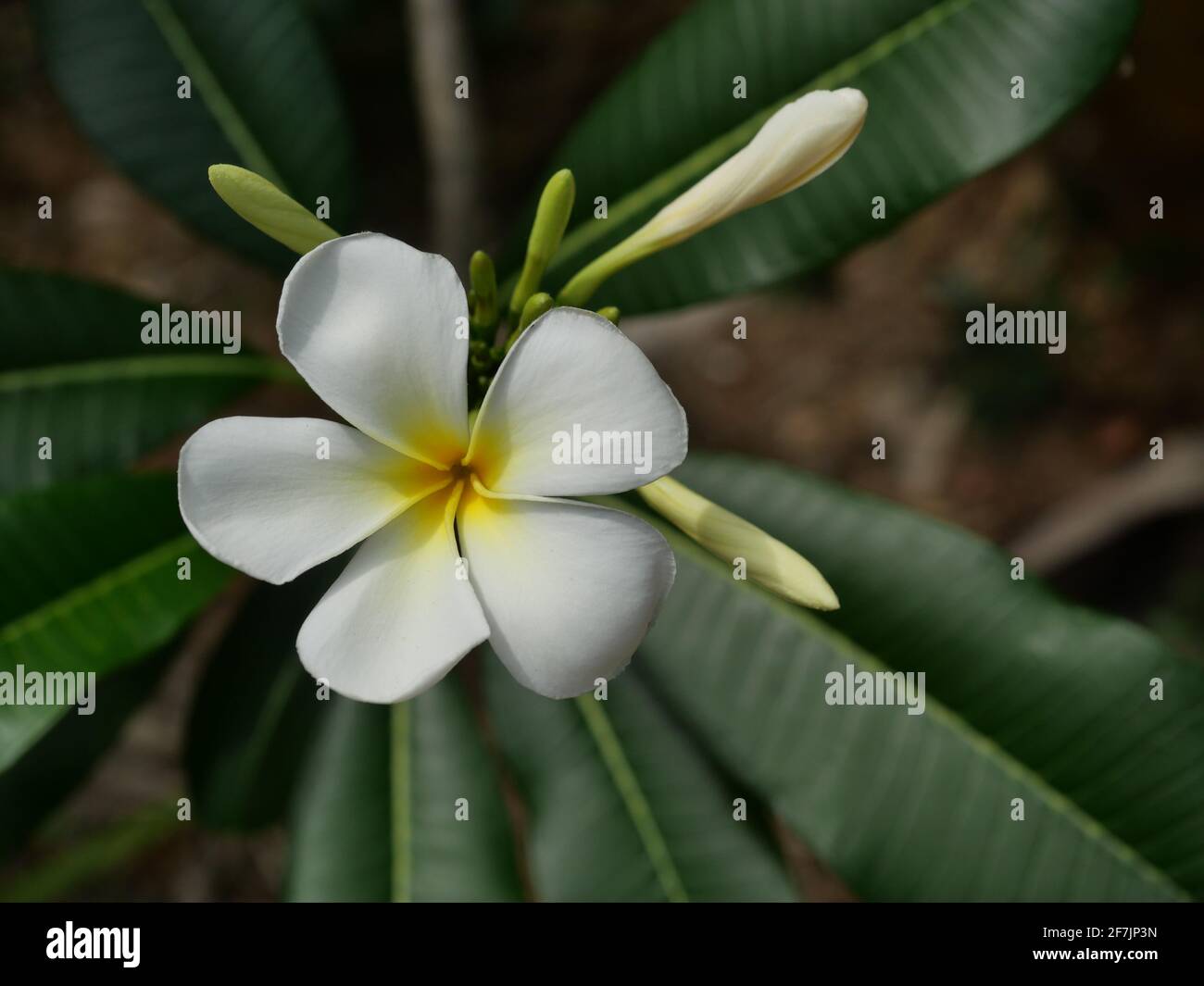 Plumeria Blüte auf Baum, Weiße Frangipani Blume mit Blatt auf grünem Hintergrund, Frische der Pflanzen Stockfoto