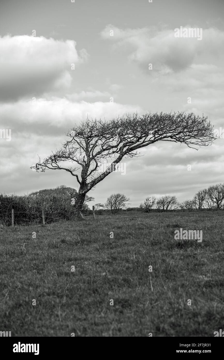 Windgeformter Baum Stockfoto