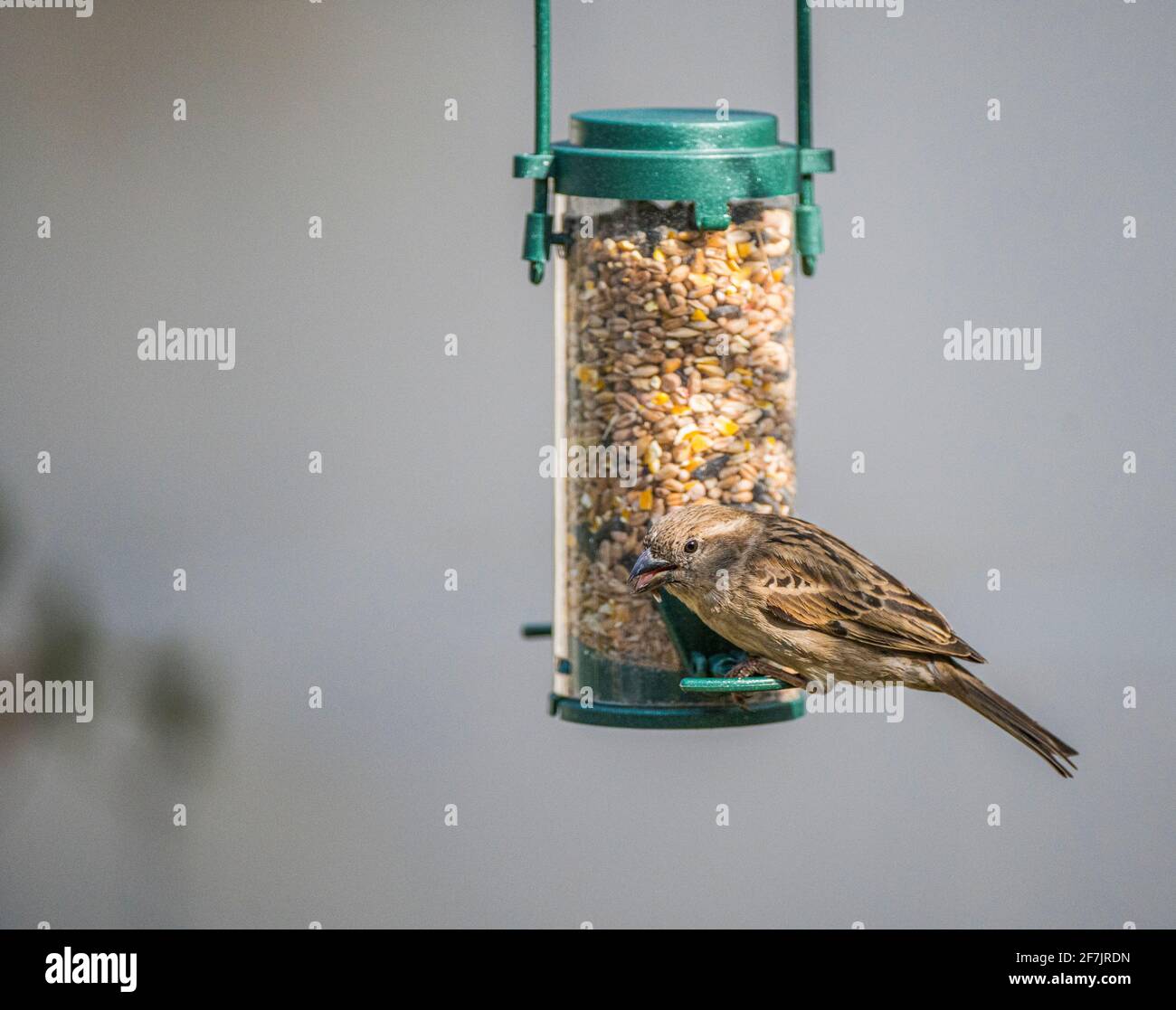 Ein weiblicher Haussparrow (Passer domesticus) Ein gewöhnlicher Gartenvögel in Großbritannien, der aufhängt und füttert Aus einem Vogelfutterhäuschen Stockfoto