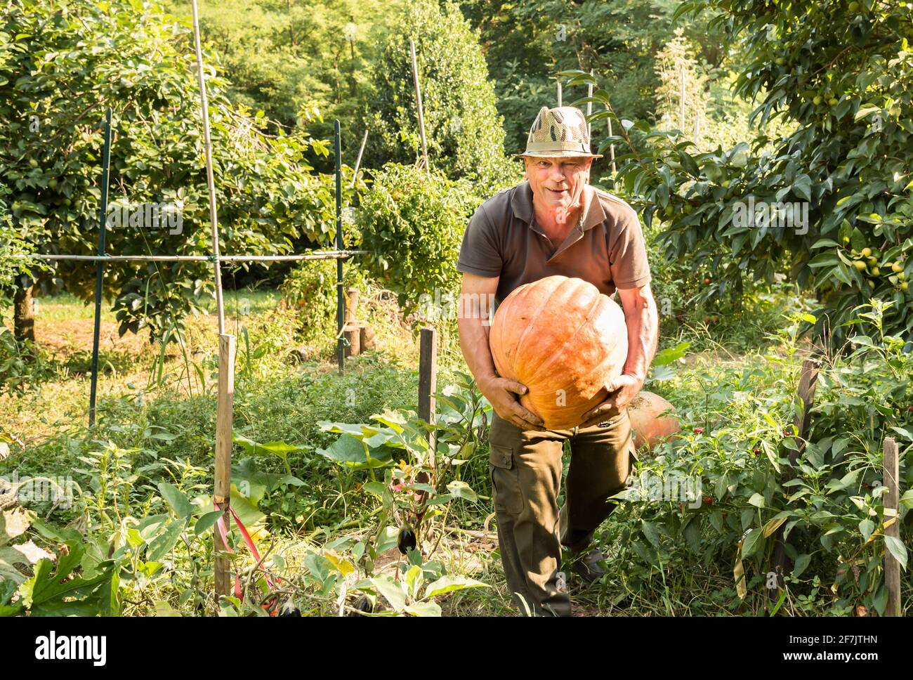 Älterer Mann mit großem Bio-Orangenkürbis, der im Gemüsegarten geerntet wird. Stockfoto