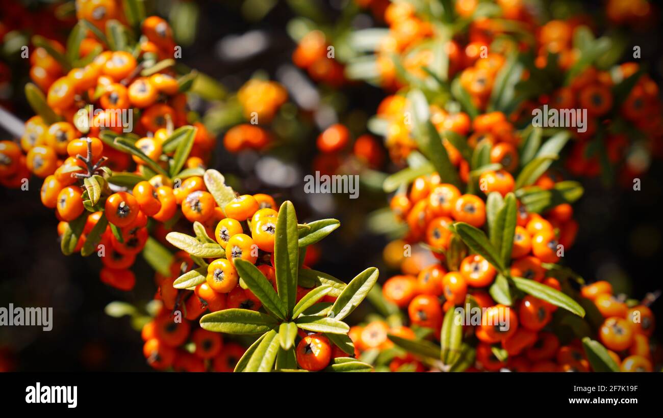 Aarrowleaf firethorn (auch bekannt als Pyramicantha angustifolia) mit kleinen orangefarbenen Früchten und Blättern. Stockfoto