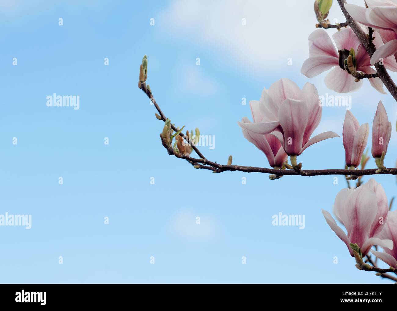 Weiße und rosa Magnolien blühen auf dem Brunch gegen Blau Himmel am sonnigen Frühlingstag Stockfoto