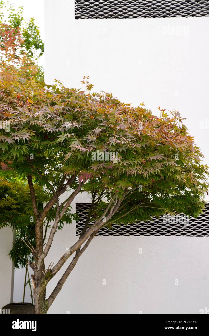 Ein Ahornbaum mit roten und grünen Blättern liegt neben einer weißen Wand mit Ventilatorfenstern. Stockfoto