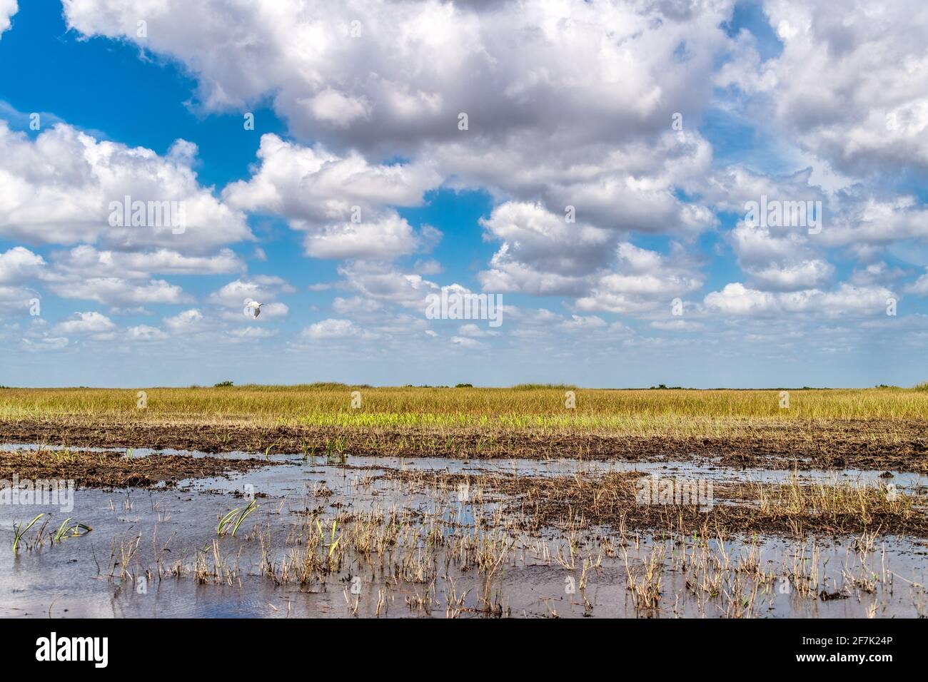 Everglades Park in der Trockenzeit, Florida, USA Stockfoto