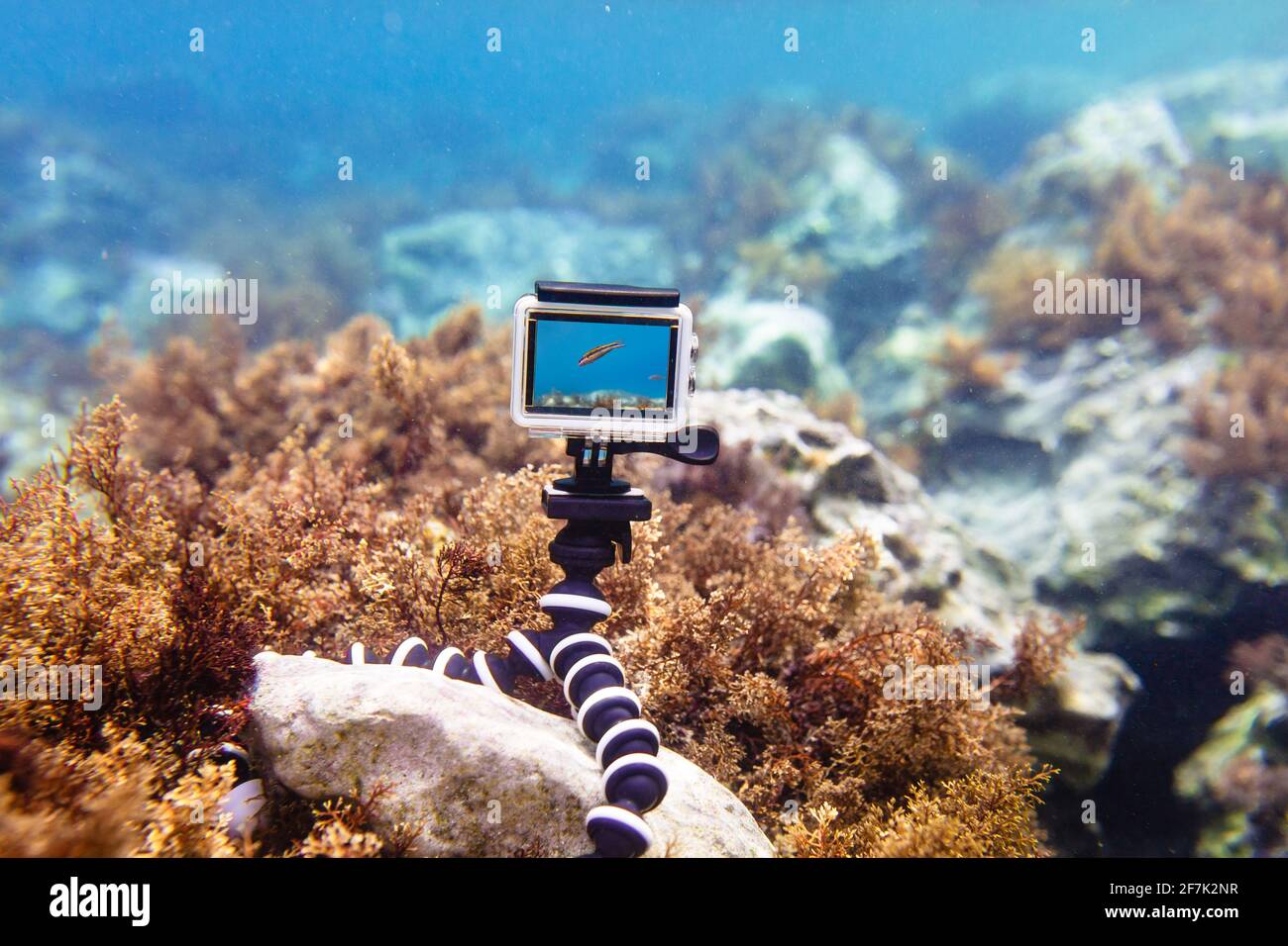 Mit Action-Kamera in wasserdichter Box auf einem flexiblen faltbaren Mini Stativ für Fotos und Videos unter Wasser im Live-View-Modus Stockfoto