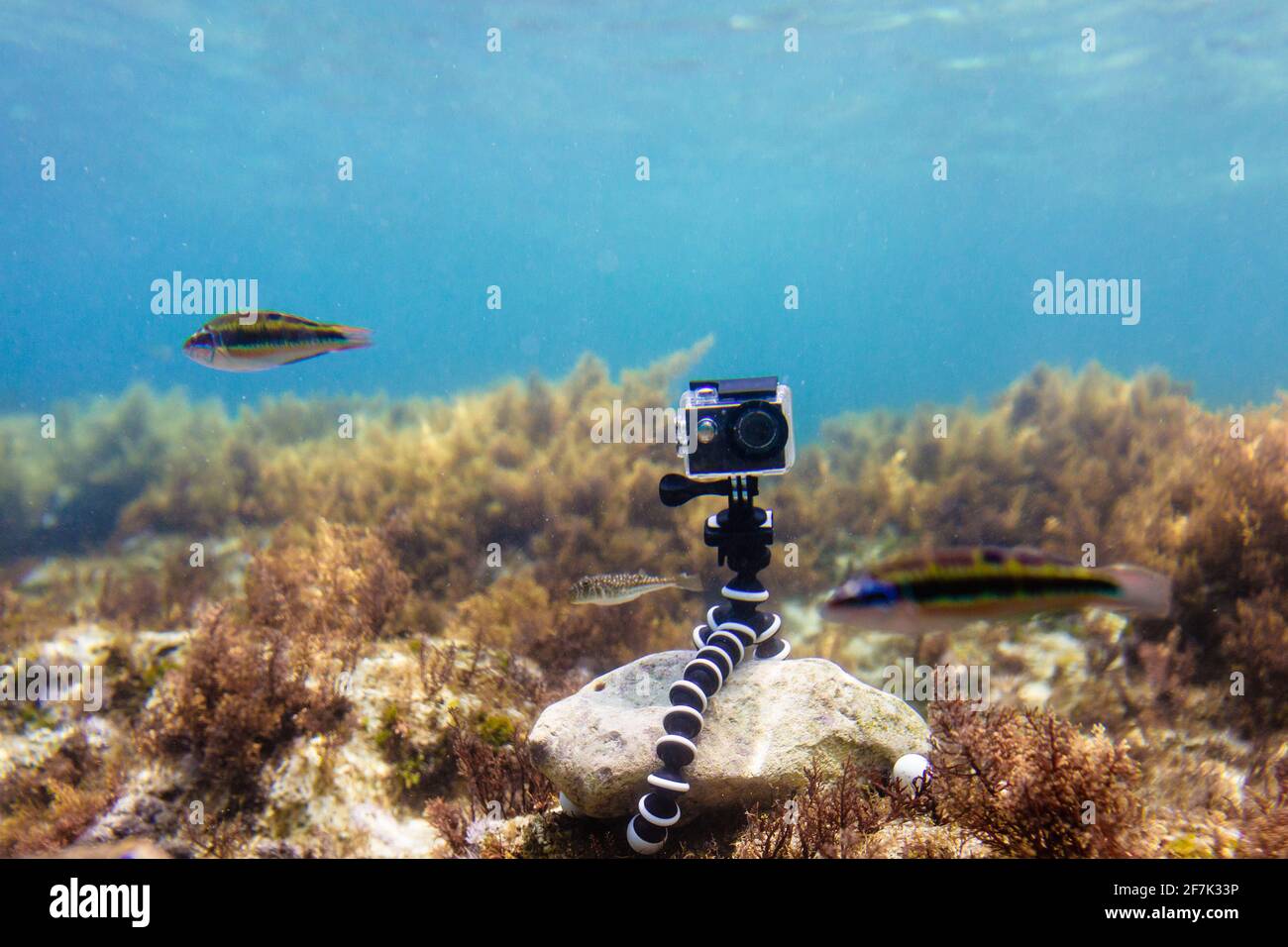 Mit Action-Kamera in wasserdichter Box auf einem flexiblen faltbaren Mini Stativ, um Fotos und Videos unter Wasser von unten zu machen Des Meeres Stockfoto